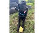 Adopt Turner a Labrador Retriever, Mixed Breed