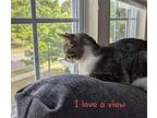 Brodie Domestic Shorthair Young Male
