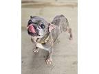 Dottie French Bulldog Adult Female