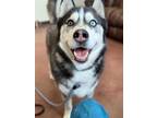 Keno Husky Adult Male