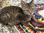 The U-Pik-It Group Domestic Shorthair Kitten Female