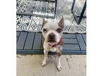 Kiwi Boston Terrier Senior Female