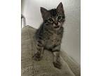 Oliver Domestic Shorthair Kitten Male