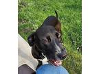 Skeeter $450 Labrador Retriever Young Male