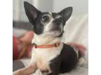 Adopt Aye Chi Chi a Mixed Breed