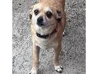 Cozy Chihuahua Adult Female