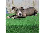 Zoro American Pit Bull Terrier Puppy Male
