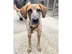 Milo Hound (Unknown Type) Young Male