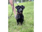 Rex Dachshund Young Male