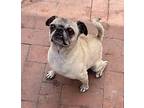 Agatha Pug Adult Female