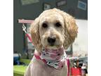 Kirstie Goldendoodle Adult Female