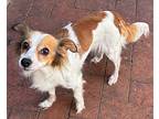 Pappy Papillon Adult Female