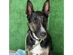 Adopt Woofstock a Shepherd, Bull Terrier