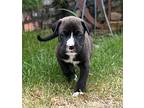 Tracker Mixed Breed (Medium) Puppy Male