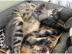 Mouse & Mona,siblings Domestic Shorthair Adult Female