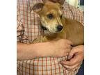 Flora Labrador Retriever Puppy Female