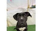 Figaro American Pit Bull Terrier Adult Male