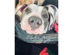 Adopt Vince a Pit Bull Terrier