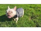 Perla French Bulldog Adult Female