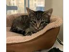 Tweeny Domestic Shorthair Kitten Male