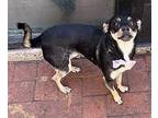 Rosy Chihuahua Young Female