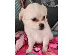 Poppy Chihuahua Puppy Female