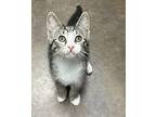 Albatross Domestic Shorthair Kitten Female