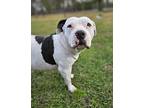 Mollie American Bulldog Adult Female
