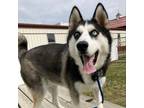 Adopt Tazmanian a Siberian Husky