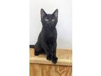 Adopt Chip a Domestic Short Hair