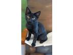 Adopt Apollo a Domestic Short Hair