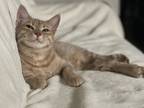 Adopt Orange Julius (Bonded w/Princess Michael) a Domestic Short Hair, Tabby