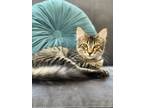 Adopt Nimbo (bonded w/ Foggy) a Domestic Medium Hair, Tabby