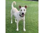 Adopt Butternut a Labrador Retriever