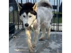 Adopt Suru a Husky