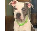 Adopt Luke a American Staffordshire Terrier