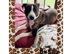 Adopt Buddy a Pointer