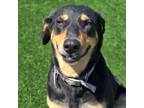Adopt Maxim a Doberman Pinscher, Hound