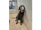 Adopt Ricky Bobby a Weimaraner, Rhodesian Ridgeback