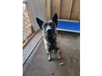 Adopt Manny a Shepherd