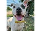 Adopt Oscar a Pit Bull Terrier