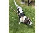 Adopt Marshall a Basset Hound