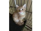 Adopt Winter a Tabby, Domestic Short Hair