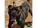 Adopt Bailey a Cane Corso, Mixed Breed