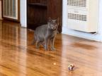 Adopt Tif a Domestic Shorthair / Mixed (short coat) cat in Comanche