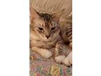 Adopt C.C. a Tan or Fawn Tabby Domestic Shorthair (short coat) cat in El Dorado