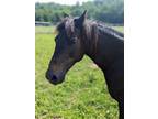 12 year old Hackney Mare