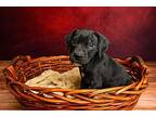 Daniel Mixed Breed (Large) Puppy Male