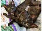 Clove Domestic Mediumhair Kitten Male