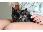 Nutmeg Spice Domestic Shorthair Young Female